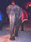 Phuket_Elefant