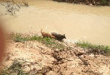 Fische in Sisaket