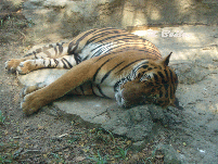 Bangkok Tiger