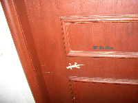Gecko_Koh_Samui