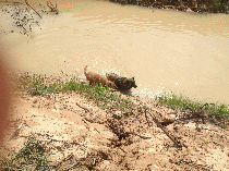 Zwei Hunde kuehlen sich im Fluss Sisaket 2013